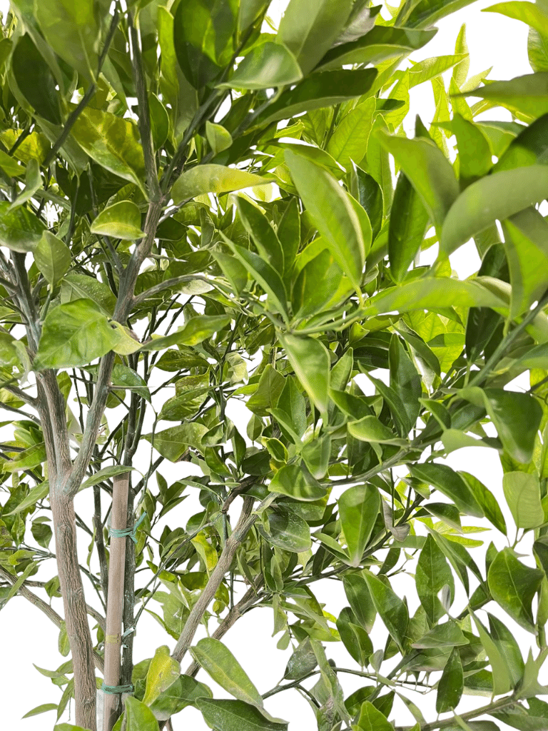 עץ קלמטינה-מיכל | עציץ בנפח 50 ליטר