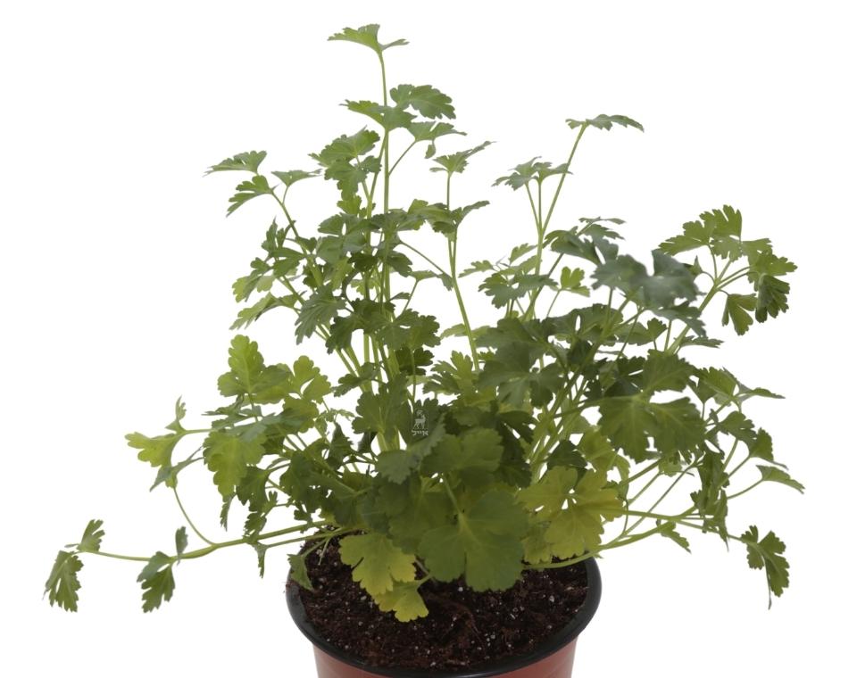 פטרוזיליה | בעציץ בקוטר 12 ס״מ