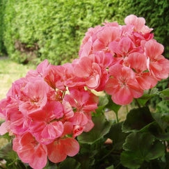 גרניום (זקוף) | עציץ בקוטר 12 ס"מ