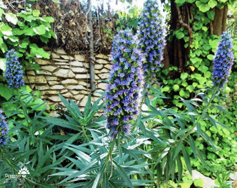 עכנאי | עציץ בנפח 10 ליטר