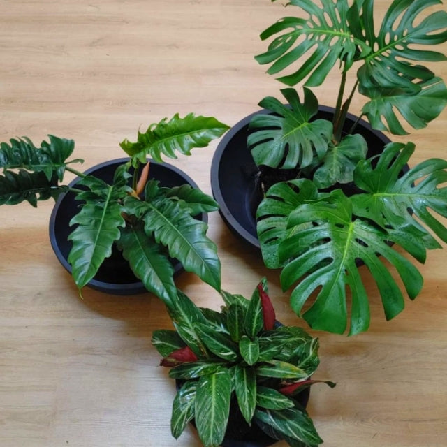 קערה דגם ברזיל | קוטר 55 ס״מ | חול