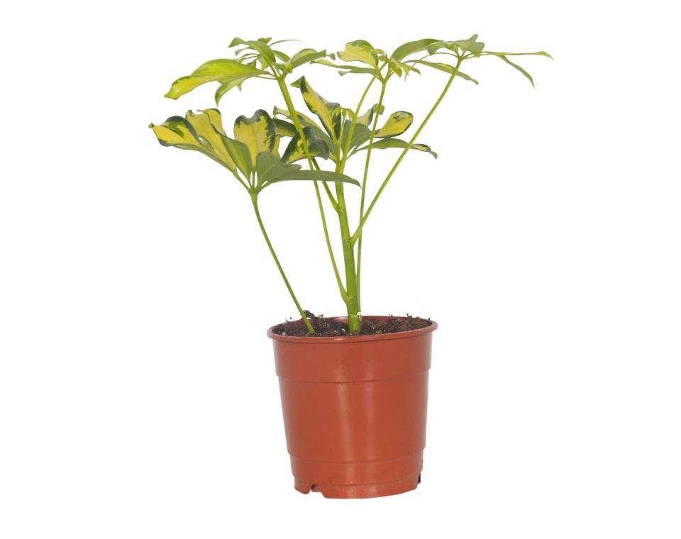 שפלרה מגוונת | עציץ בקוטר 15 ס"מ