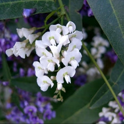 הרדנברגיה | עציץ בנפח 10 ליטר