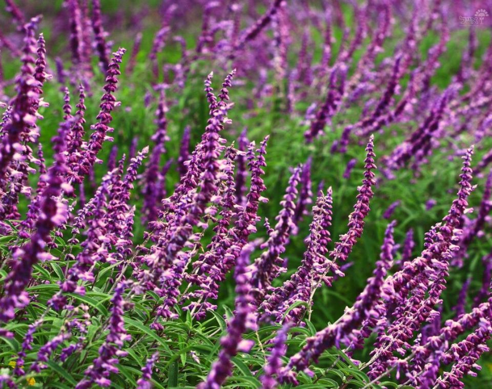 מרווה צחורה 'Midnight' | עציץ בנפח 10 ליטר