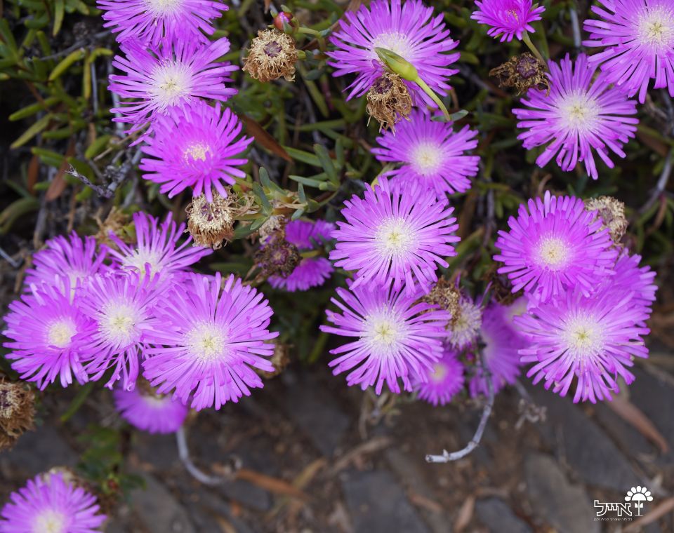 נציץ | עציץ בקוטר 12 ס״מ
