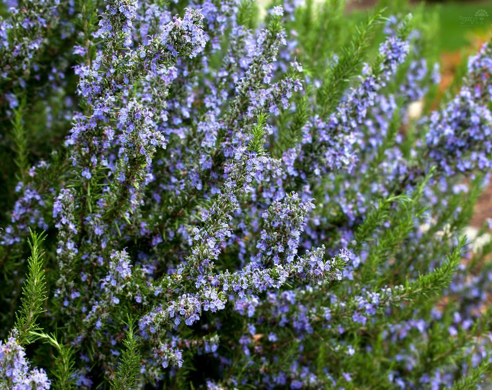 רוזמרין זקוף | עציץ בנפח 10 ליטר