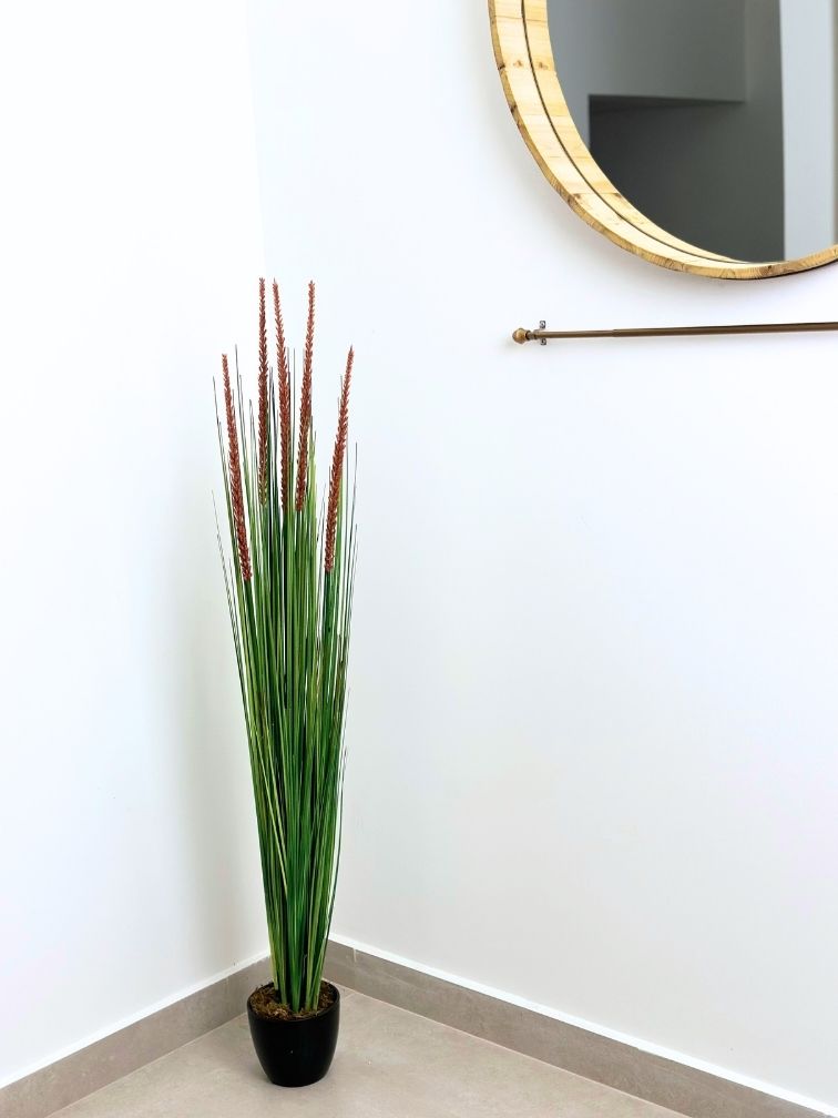 עשבוני פאמפס | גובה 1.30 מטר