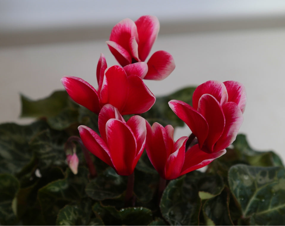 קיט 3 רקפות | עציץ בקוטר 12 ס"מ