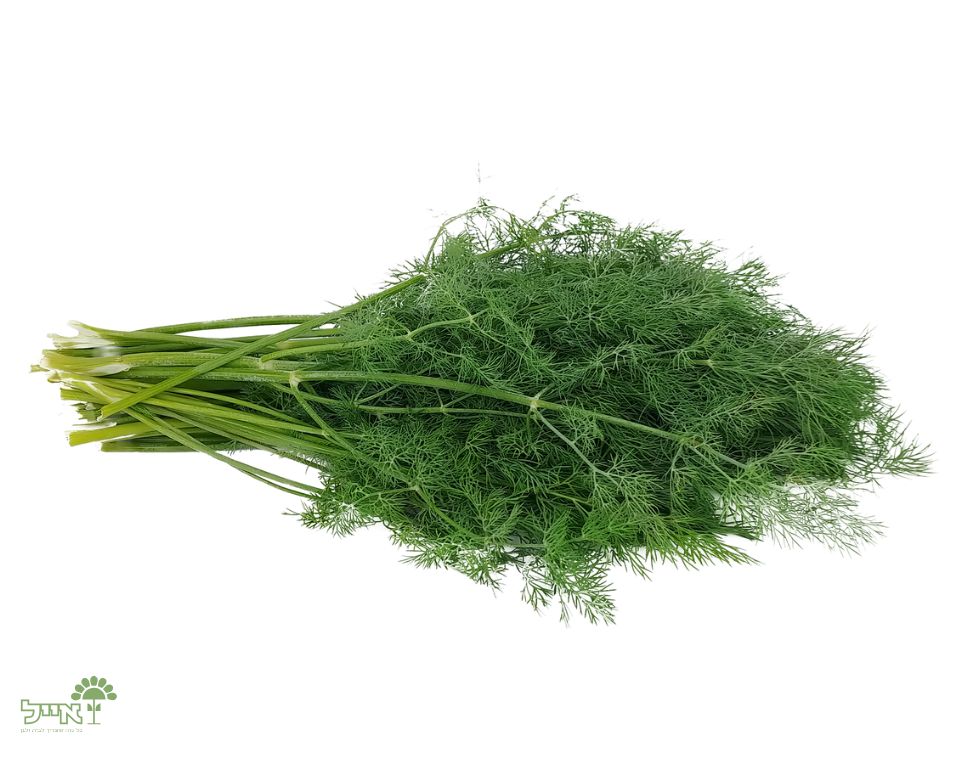 שמיר | 100 זרעים