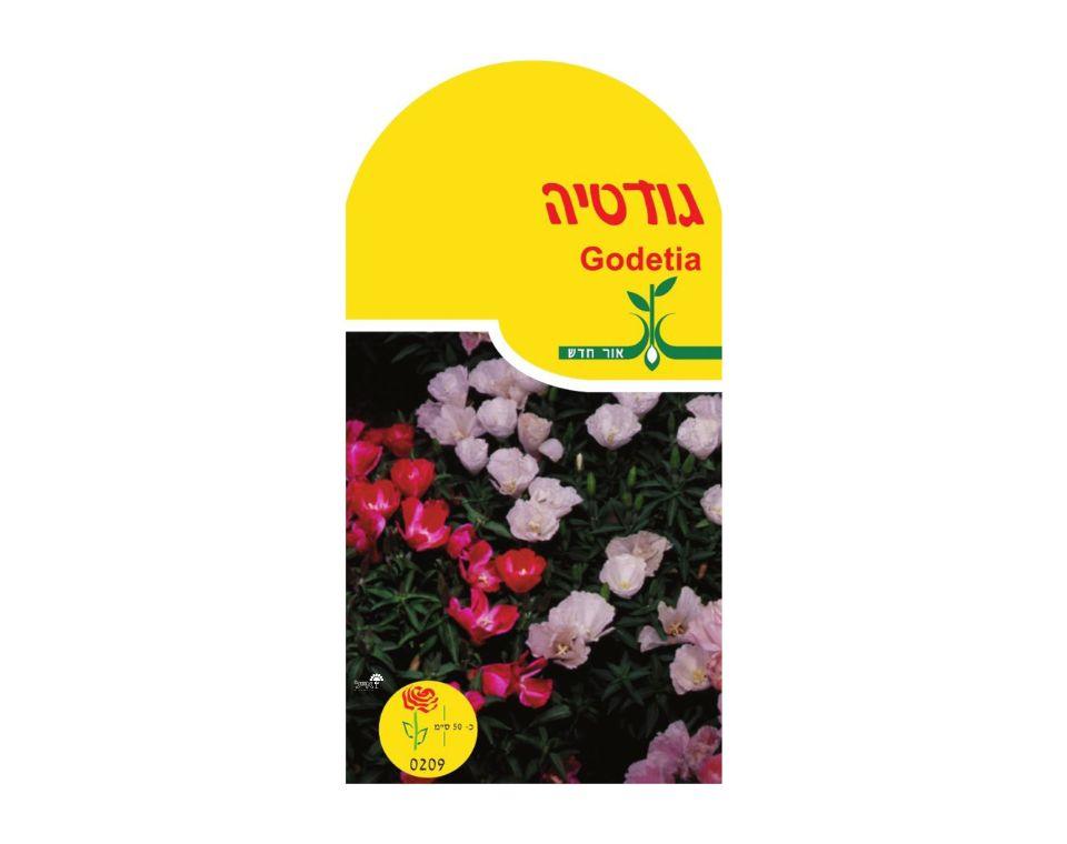 גודטיה | כ-50 זרעים - משתלת אייל