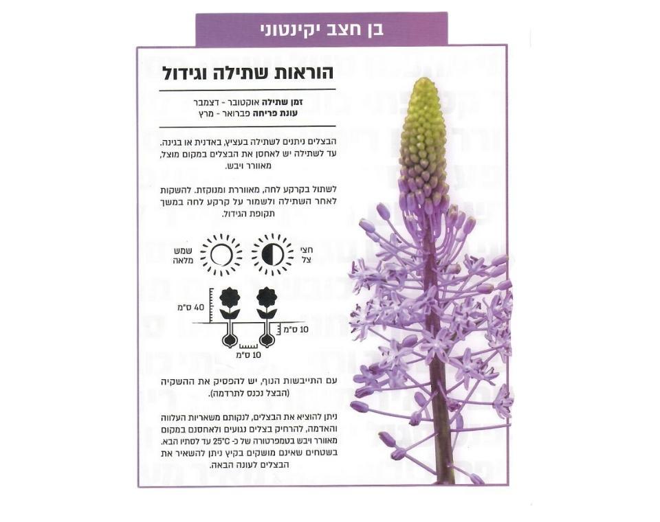 בן-חצב יקינטוני | 1 יחידה - משתלת אייל