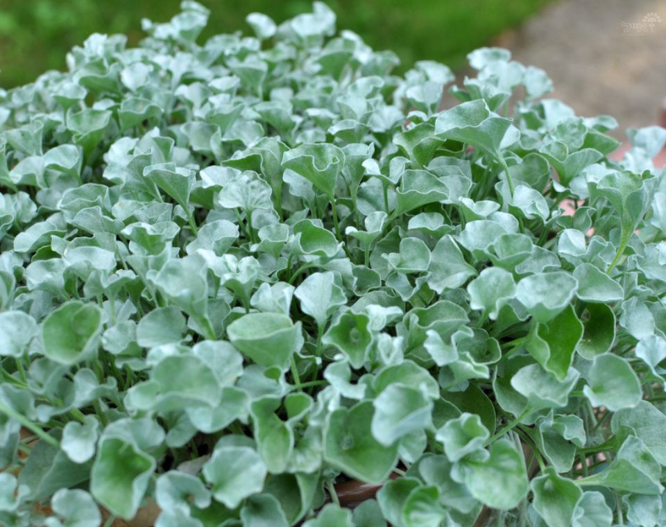 דיכונדרה כסופה | עציץ בקוטר 12 ס"מ