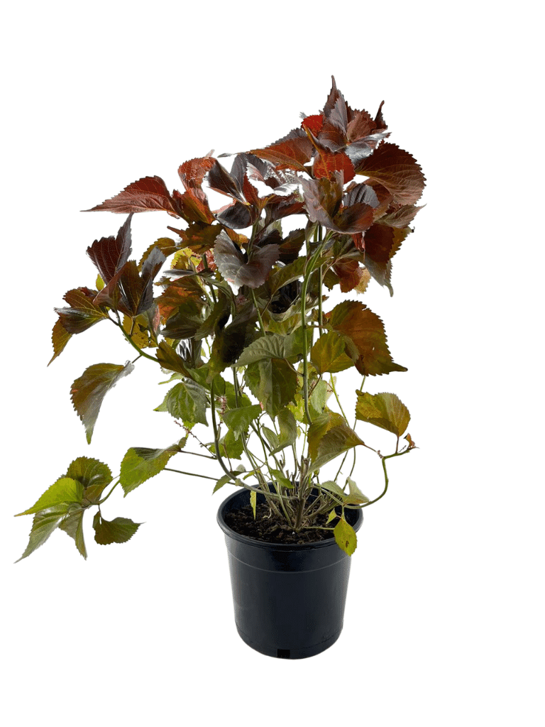 אקליפה | עציץ בנפח 10 ליטר - משתלת אייל