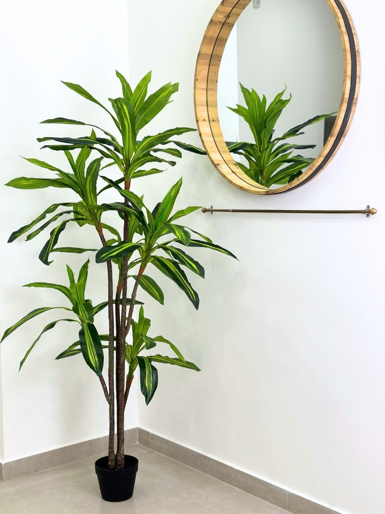 עציץ מלאכותי דרצנה מגוונת | גובה 170 ס"מ