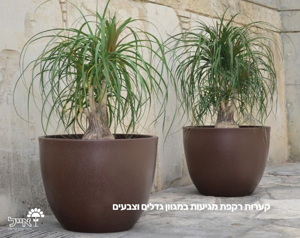 קערת רקפת | 100X75 ס''מ | שחור