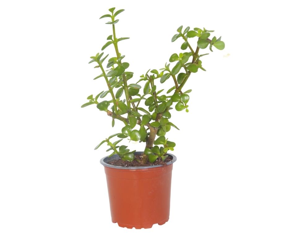 פורטולקריה (עץ הכסף) | עציץ בקוטר 12 ס"מ