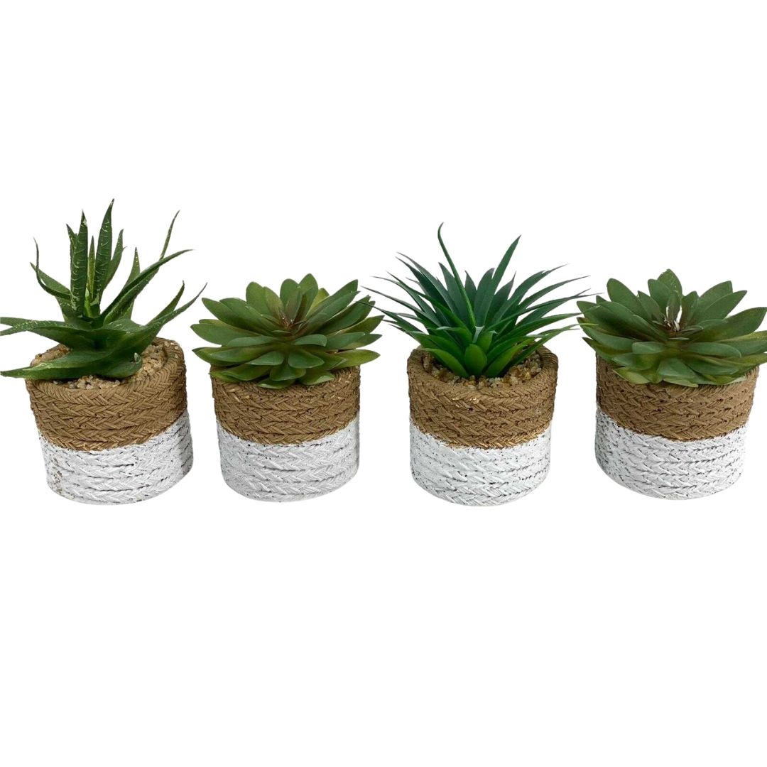 סוקולנט דמוי קש