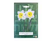 נרקיס חצוצרה צהוב-לבן | 5 יחידות