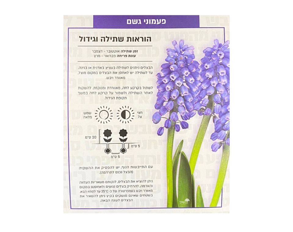 פעמוני גשם כחולים | 10 יחידות