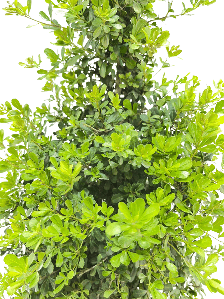 אוג חרוק | עציץ בנפח 10 ליטר