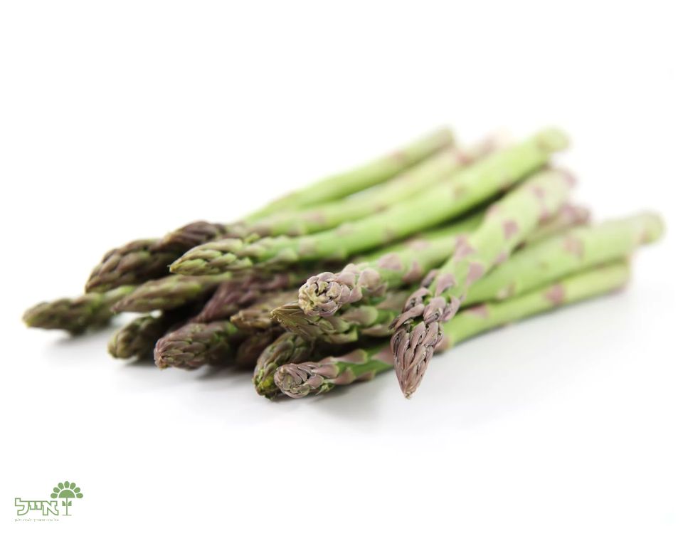 אספרגוס | 20 זרעים