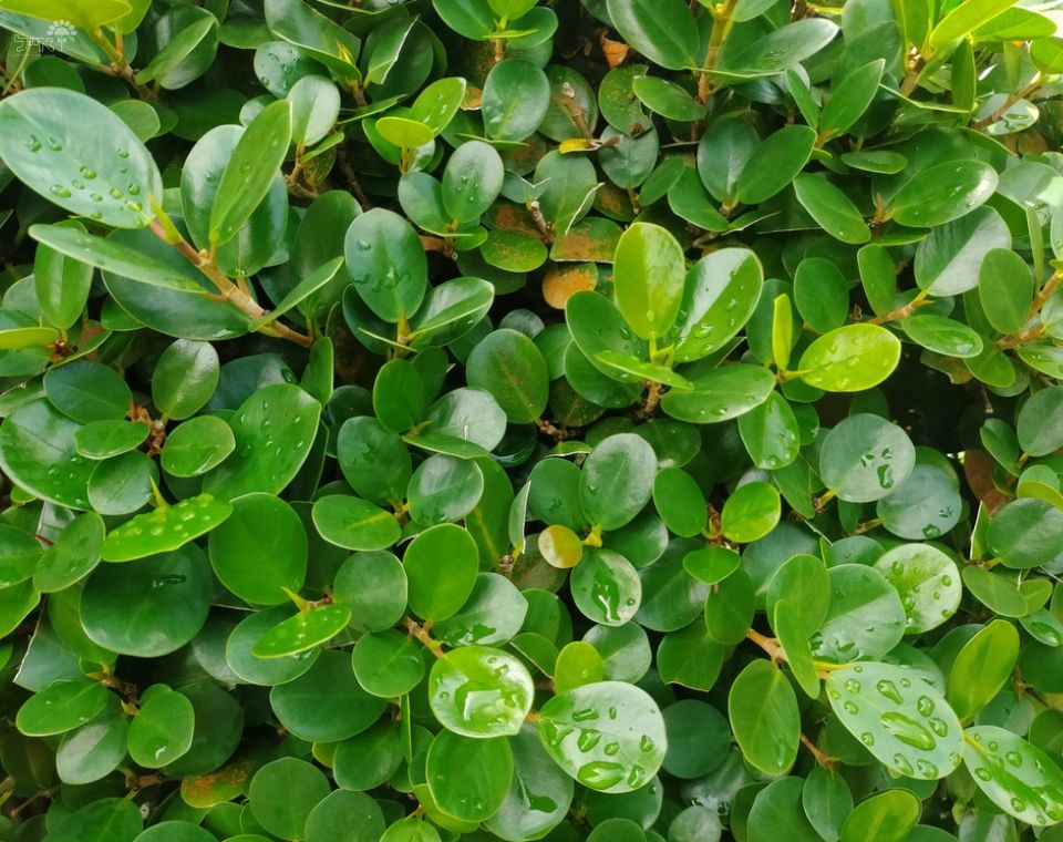 פיקוס גרין איילנד | עציץ בקוטר 10 ליטר