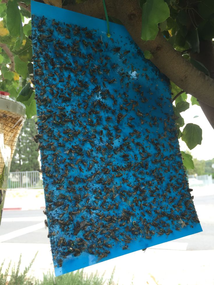 הלוחית הכחולה L | ללכידת טריפסים ומעופפים בחקלאות | 10 יחידות