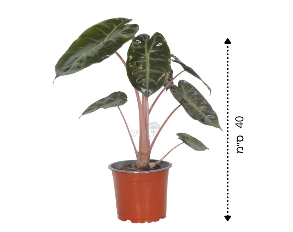 אלוקסיה בלק וולווט | בעציץ 12 ס"מ