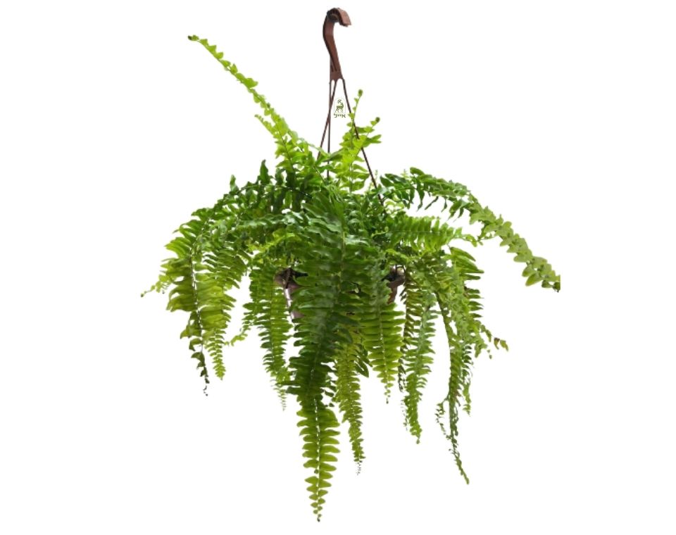 שרך בוסטון | עציץ בנפח 4 ליטר