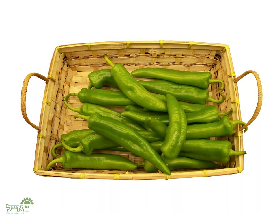 פלפל ירוק מאורך | 10 זרעים