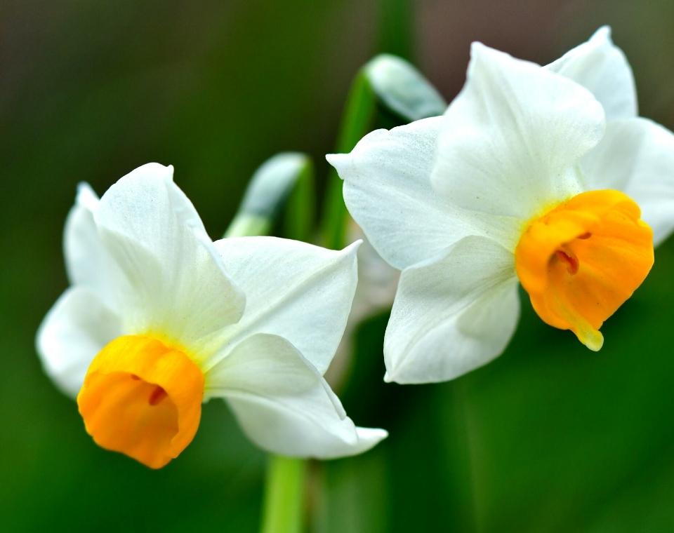 מארז פקעות | נרקיס ריחני | 20 פקעות