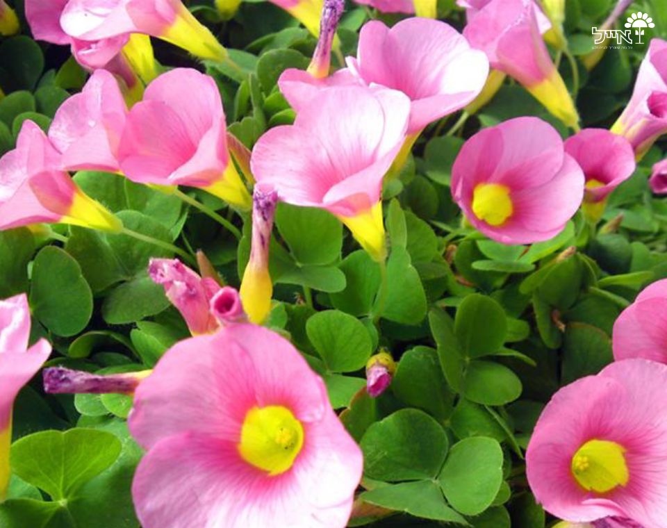 חמציץ | עציץ בקוטר 12 ס"מ