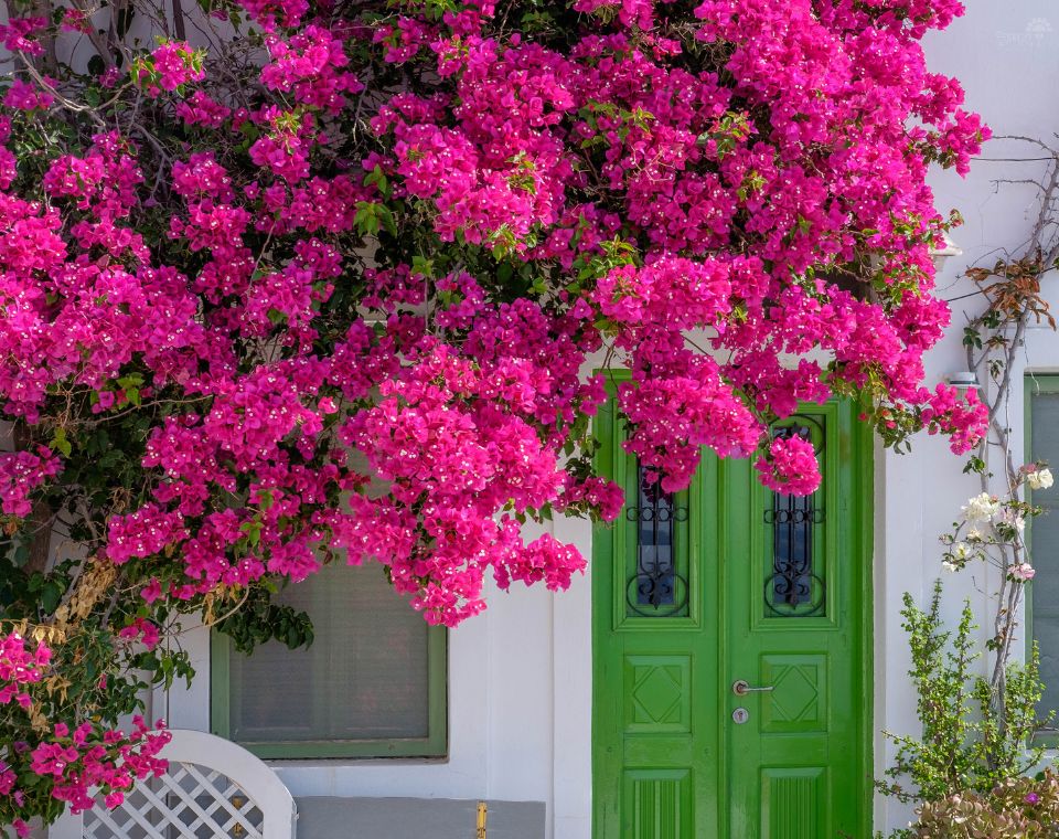 בוגנוויליה | עציץ בנפח 10 ליטר