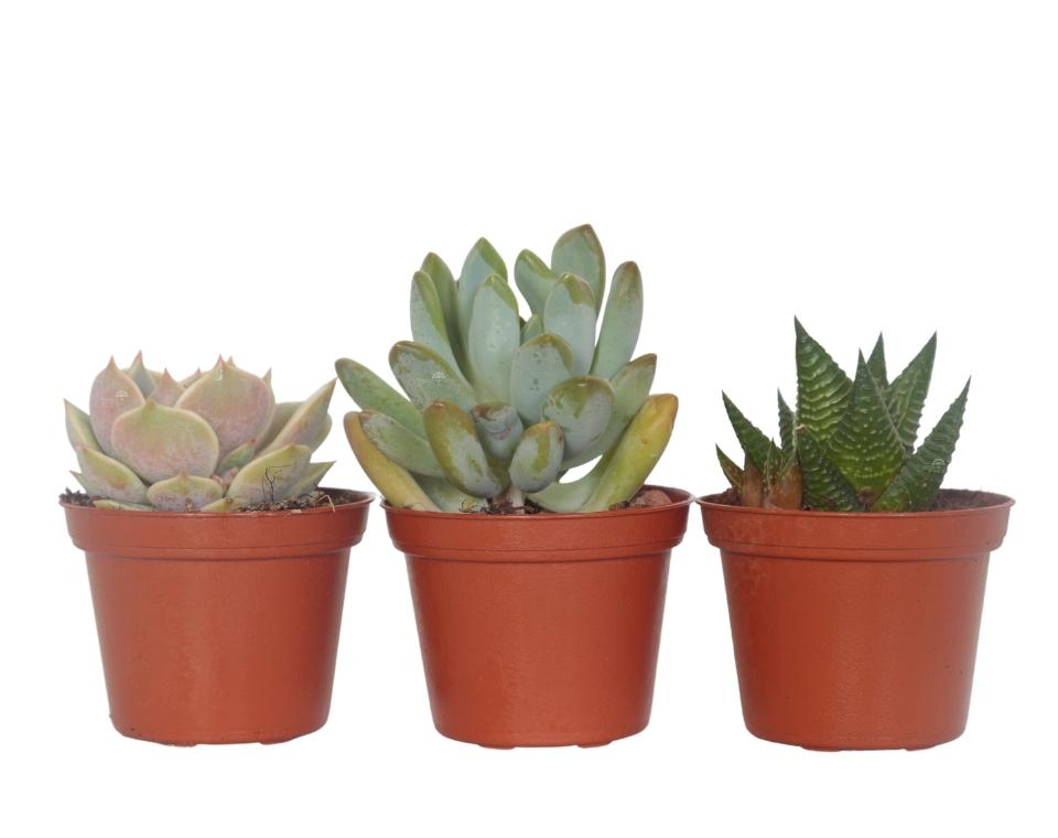 קיט 3 סקולנטים בשרניים | עציץ בקוטר 6.5 ס"מ