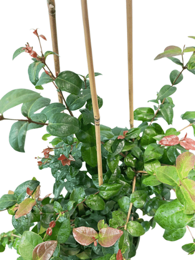 שיח פיטנגו | עציץ בנפח 10 ליטר