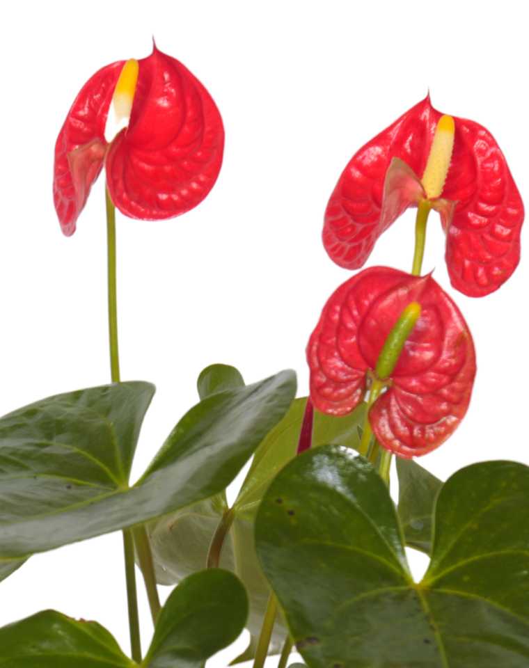 אנטוריום | עציץ בנפח 4 ליטר