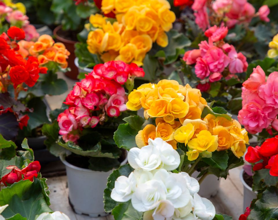 ביגוניה ורד | עציץ בקוטר 15 ס"מ