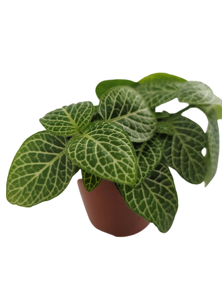 פיתוניה גידית (אלביוניס) ירוקה | עציץ קוטר 8 ס"מ