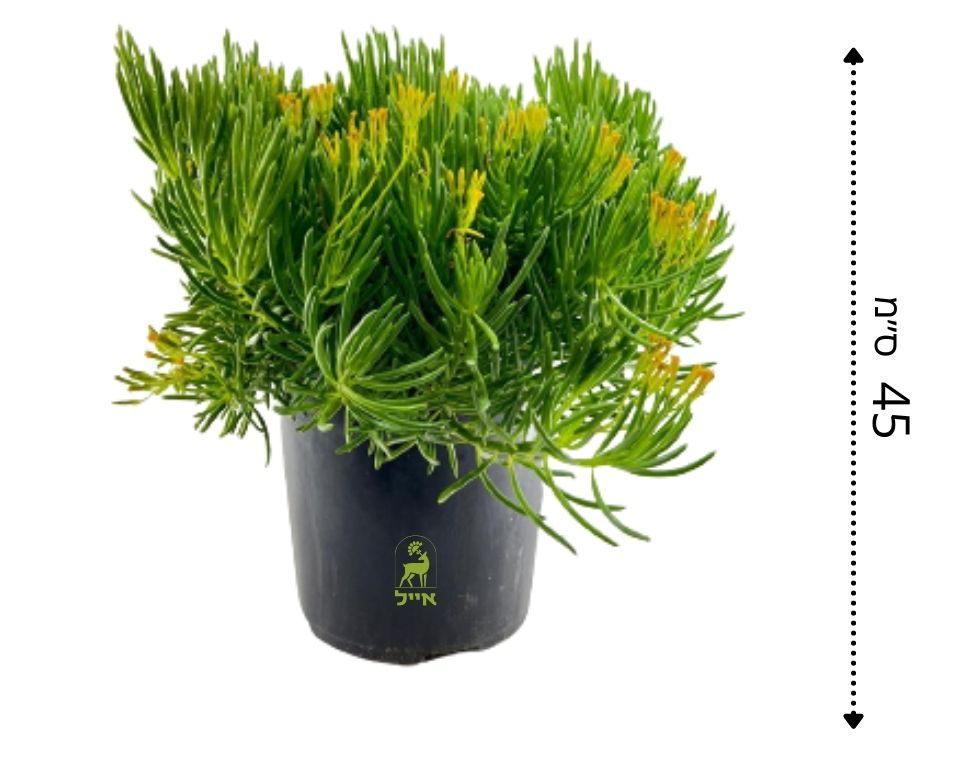 סביון ברברטוניקוס | עציץ בנפח 4 ליטר