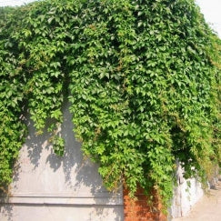 גפנית מחומשת | עציץ בנפח 10 ליטר