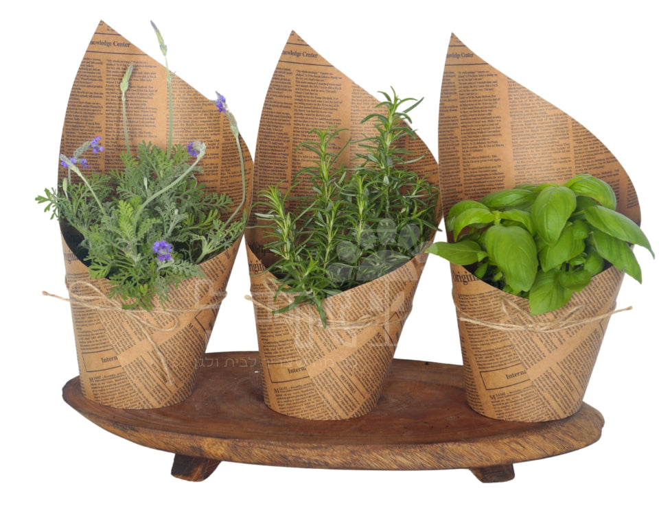 מארז למרכז השולחן | 3 שתילי תבלין | בכלי נייר עם פפיון