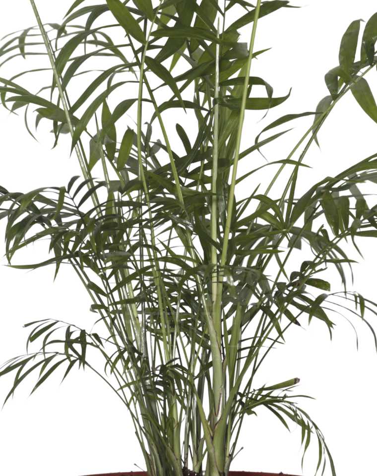 חמדוריאה אלגאנס | 4 ליטר