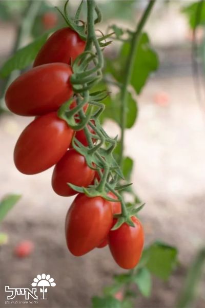 מיקס עגבניות שרי | 10 זרעים