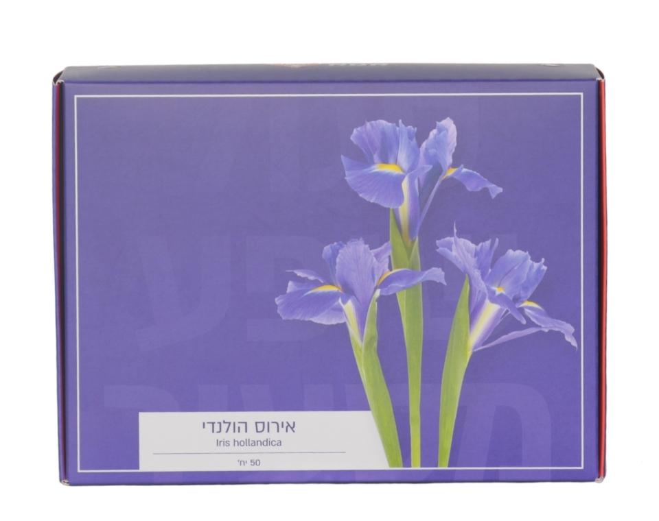 מארז פקעות | אירוס הולנדי סגול | 50 פקעות