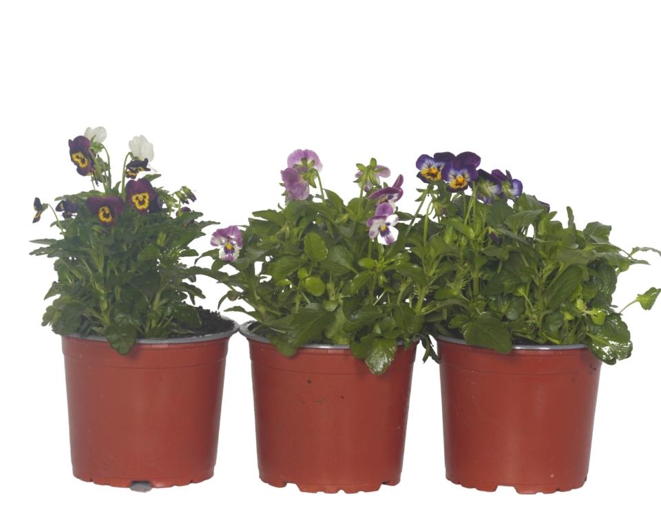 קיט 3 אמנון ותמר | עציץ בקוטר 12 ס"מ