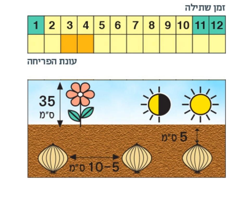 מארז פקעות | נרקיס חצוצרה תערובת | 25 פקעות