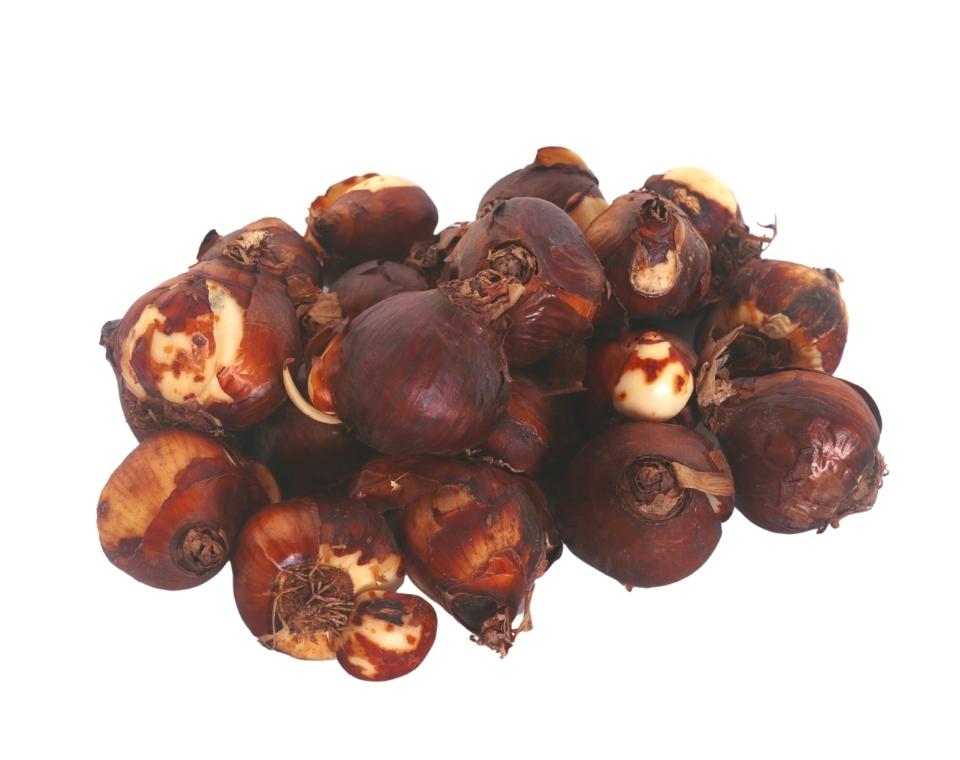 מארז פקעות | נרקיס ריחני | 20 פקעות