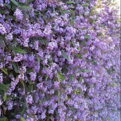 הרדנברגיה | עציץ בנפח 10 ליטר