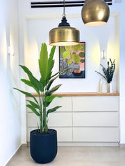 ציפור גן עדן | כד אגס בינוני | גובה 2 מטר