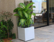 אדנית מרובעת | 39.5 ס״מ | צמח דיפנבכיה